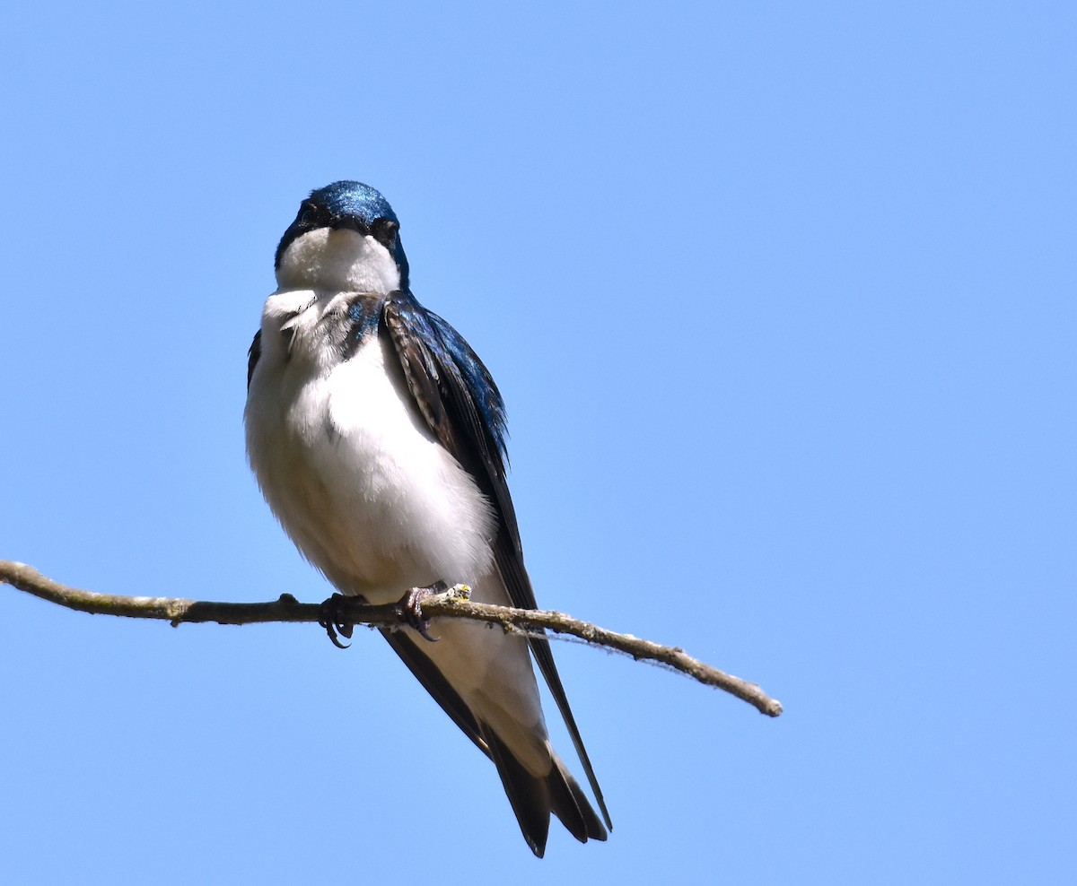 Tree Swallow - ML618181552