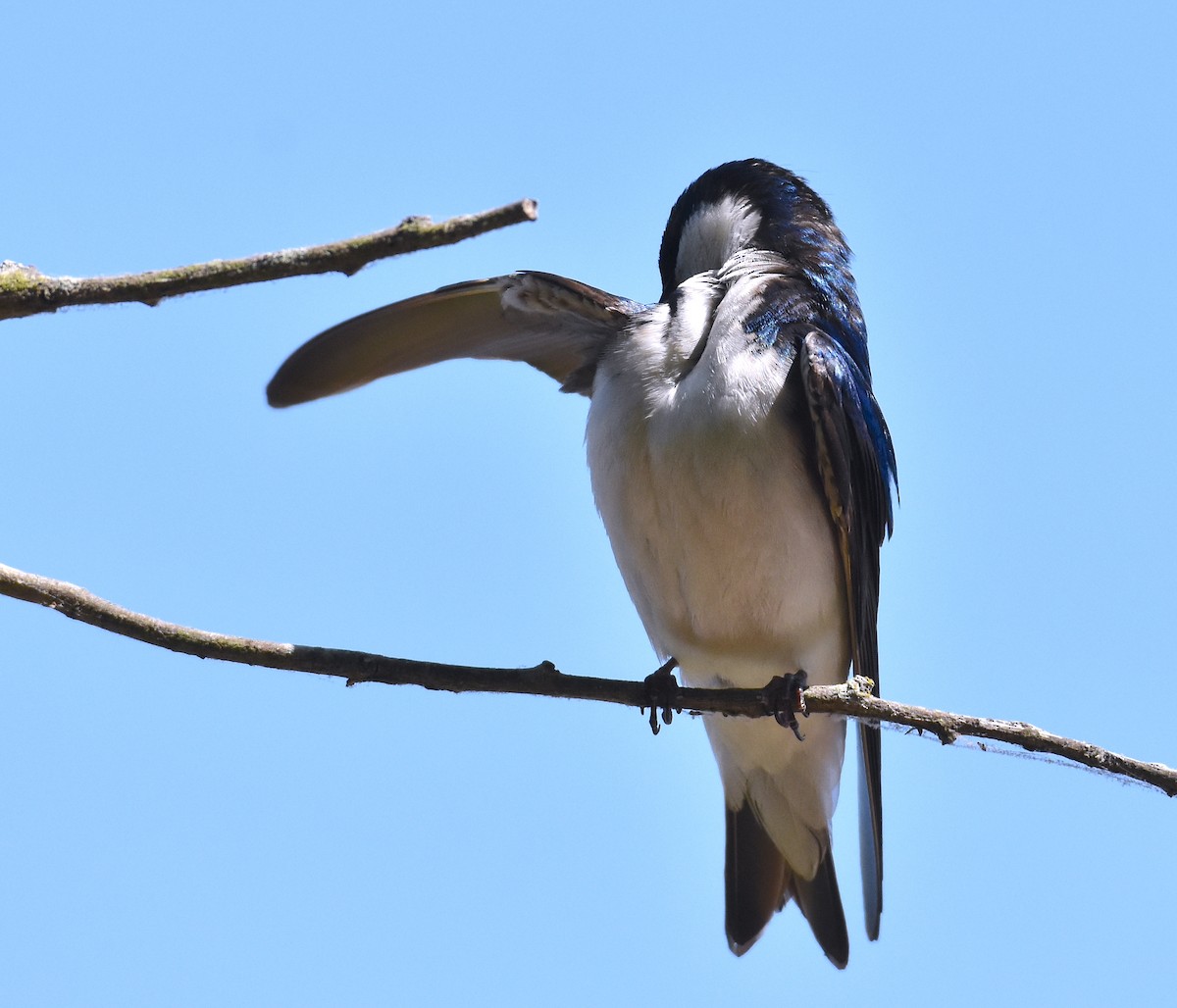 Tree Swallow - ML618181566