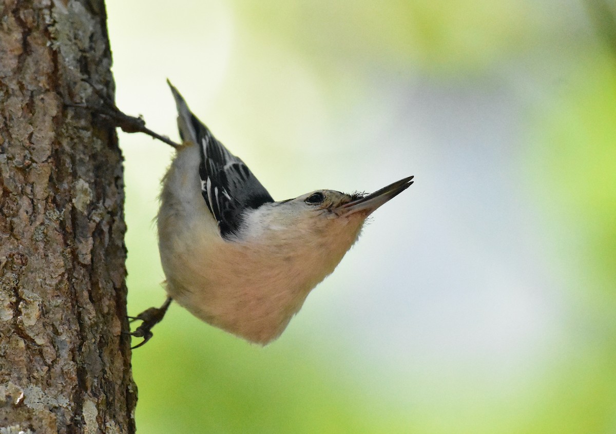White-breasted Nuthatch - ML618181598