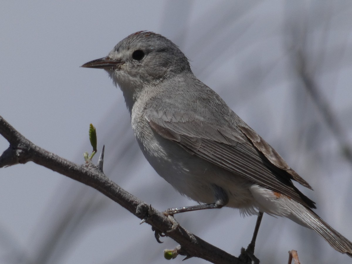 Lucy's Warbler - ML618181601
