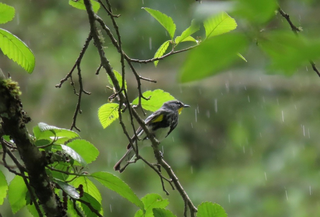 Yellow-rumped Warbler (Audubon's) - ML618181602