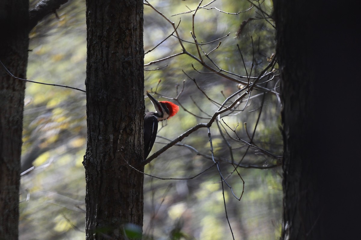 Pileated Woodpecker - ML618181616