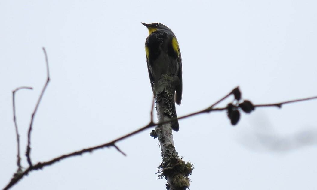 Yellow-rumped Warbler (Audubon's) - ML618181622