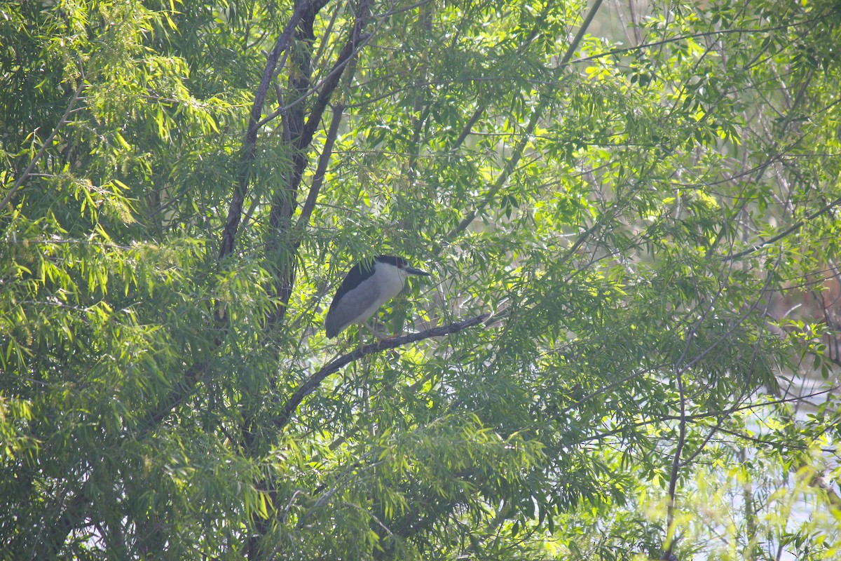 Black-crowned Night Heron - ML618181626
