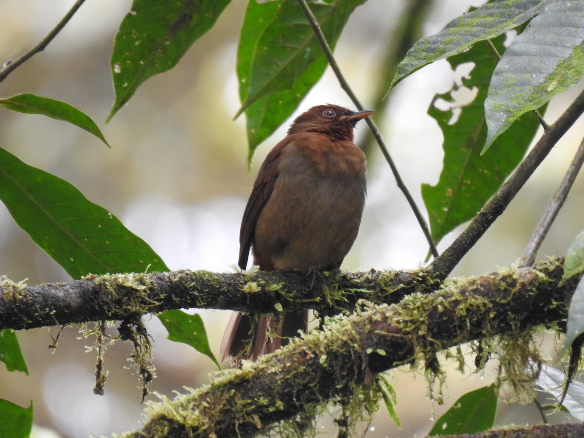 Rufous-brown Solitaire - ML618181627