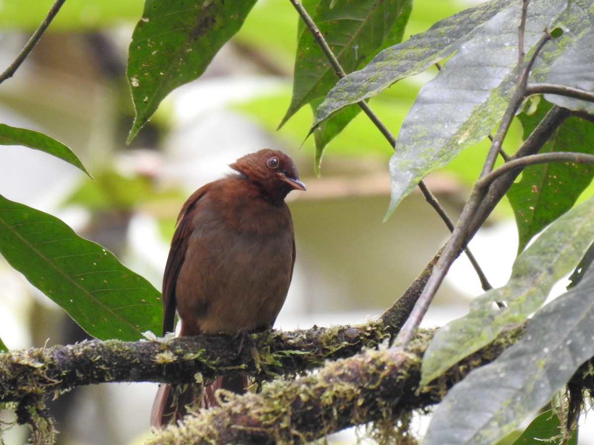 Rufous-brown Solitaire - ML618181629