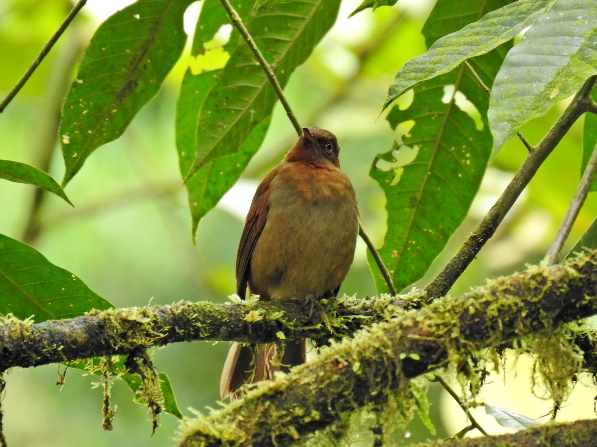 Rufous-brown Solitaire - ML618181632