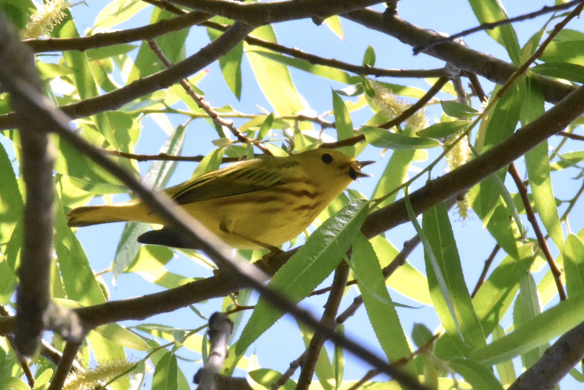 Yellow Warbler (Northern) - ML618181660