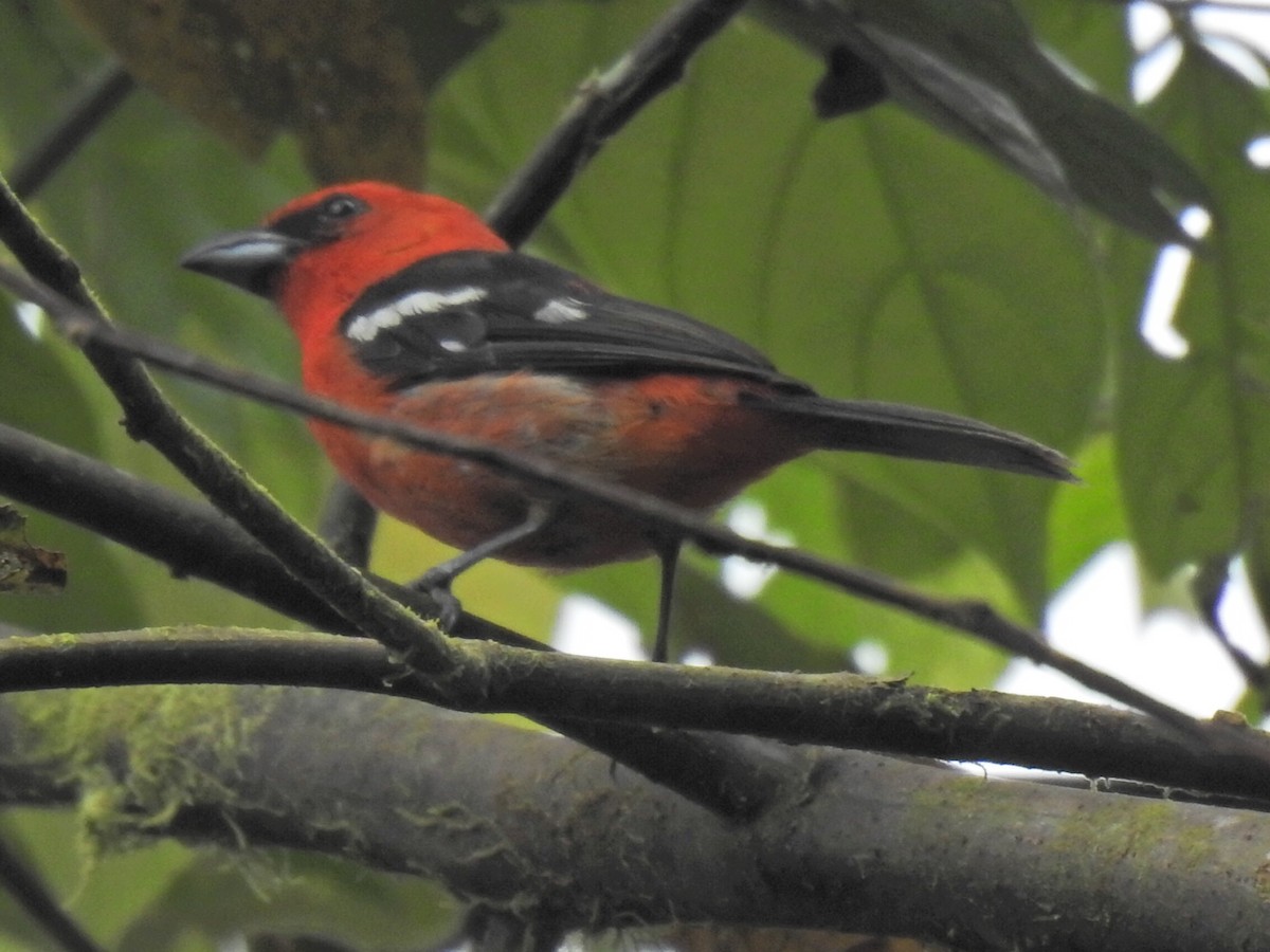 White-winged Tanager - ML618181661