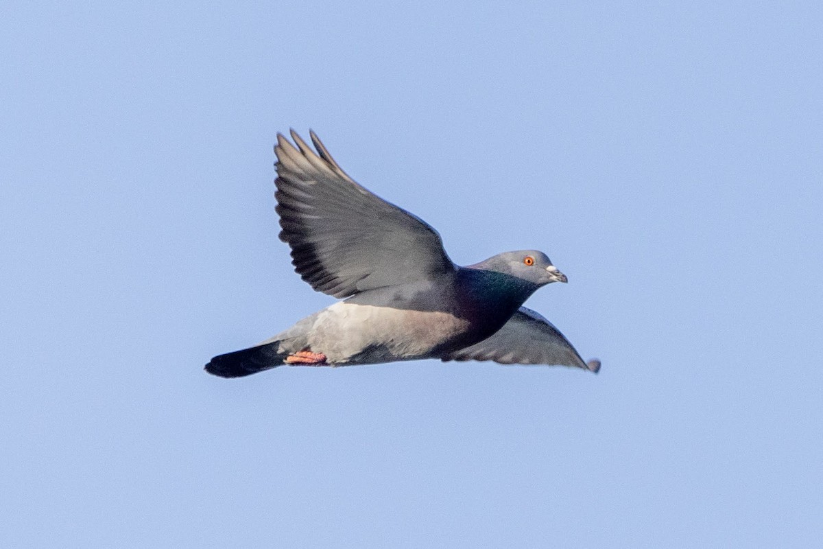 Rock Pigeon (Feral Pigeon) - Stinky Bird