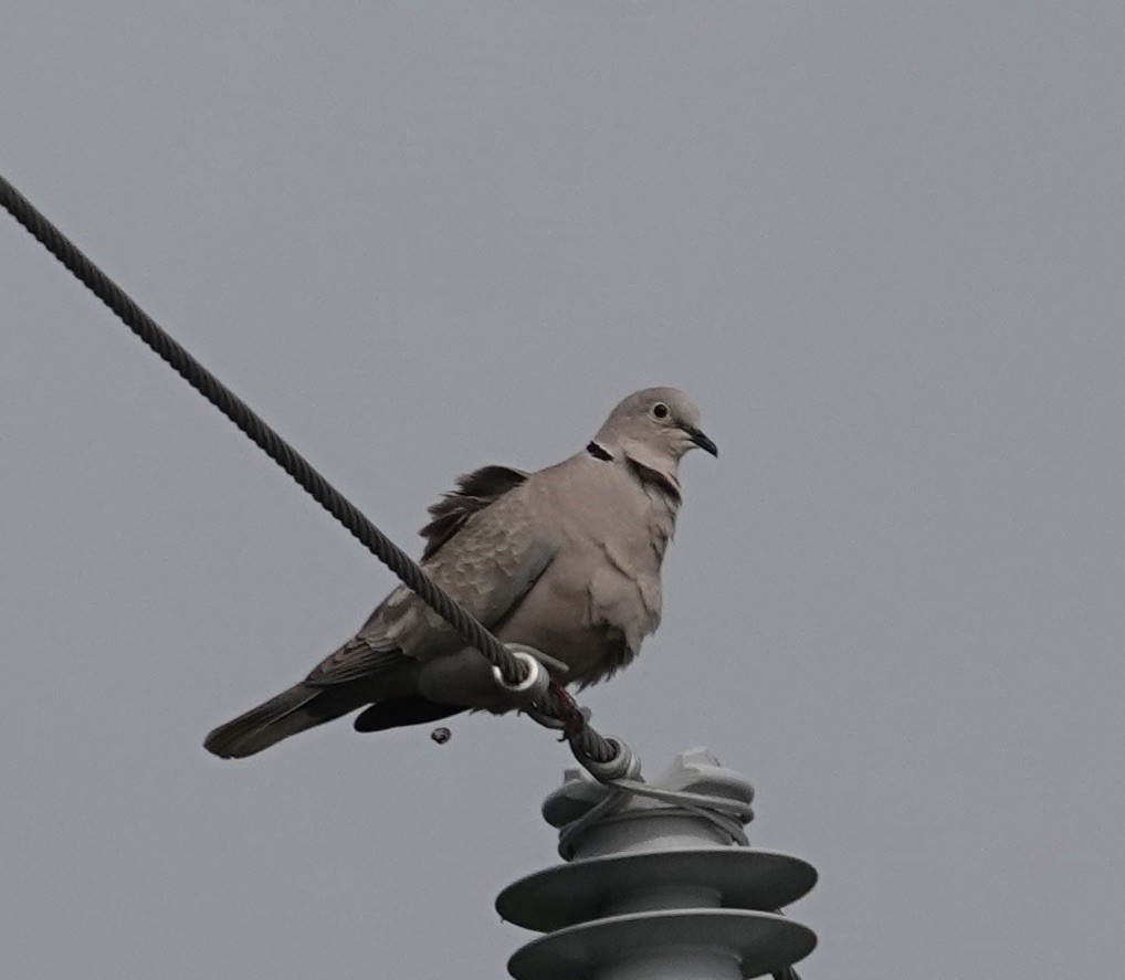 Eurasian Collared-Dove - ML618181676