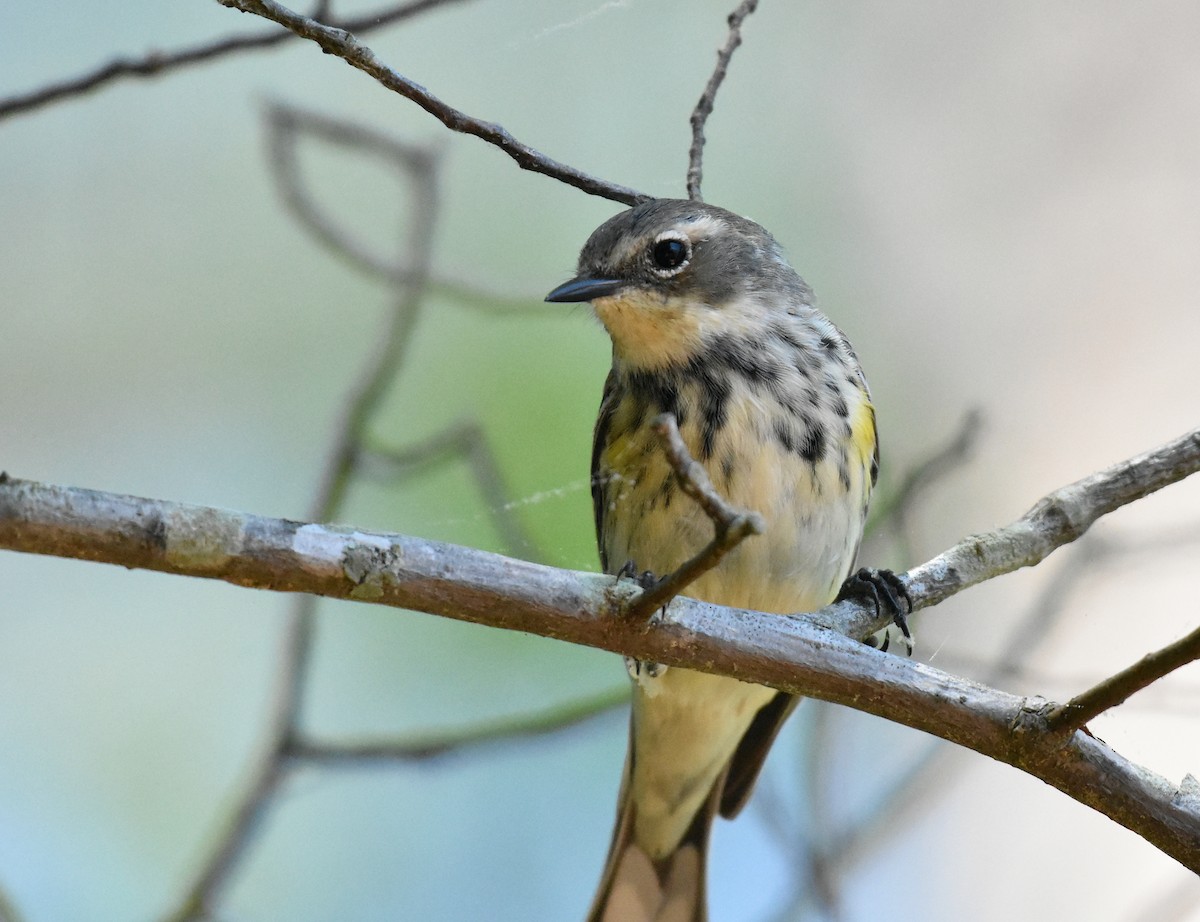 Yellow-rumped Warbler (Myrtle) - ML618181686