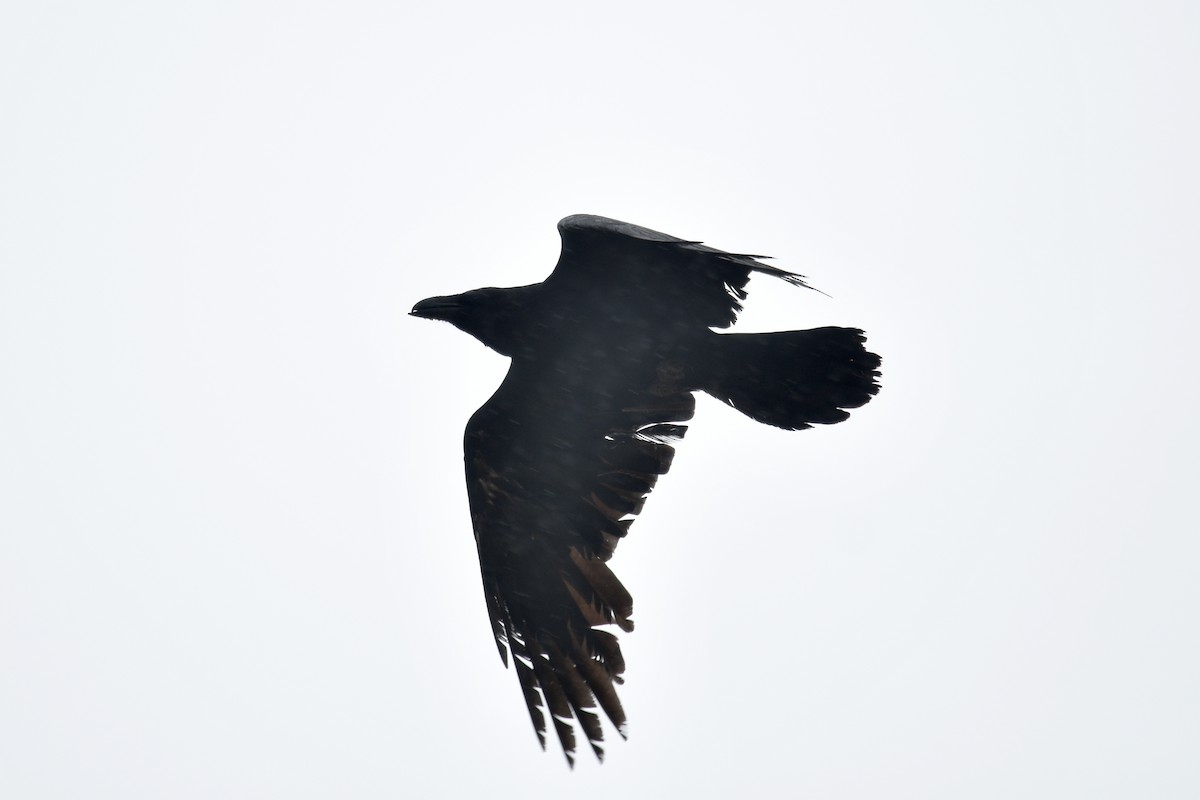 Common Raven - ML618181687
