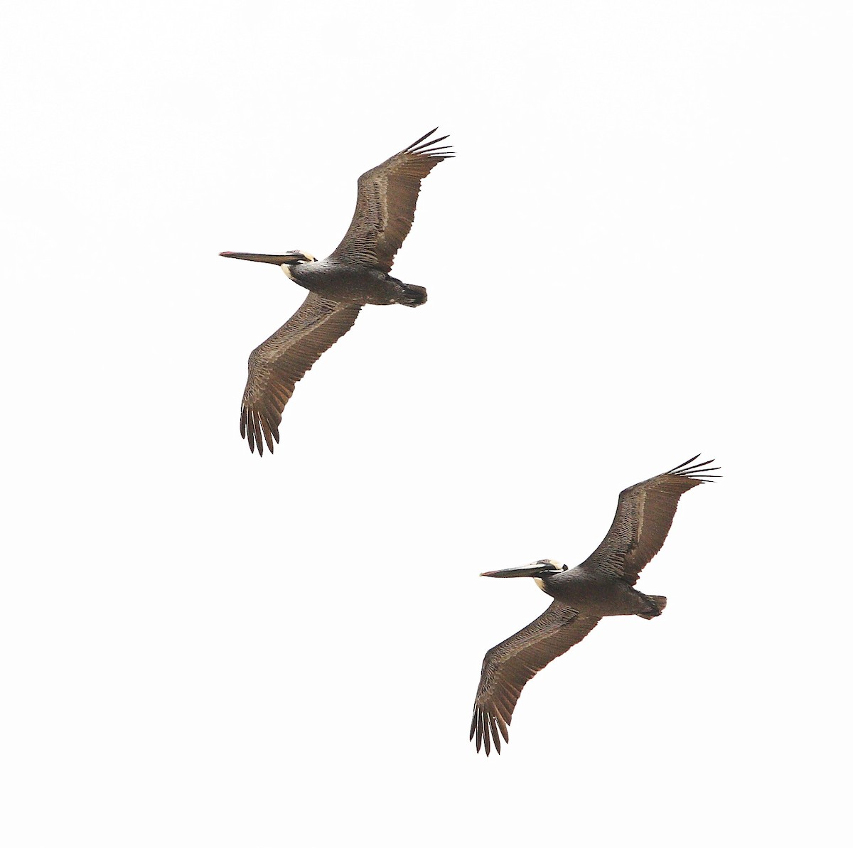 pelikán hnědý - ML618181706