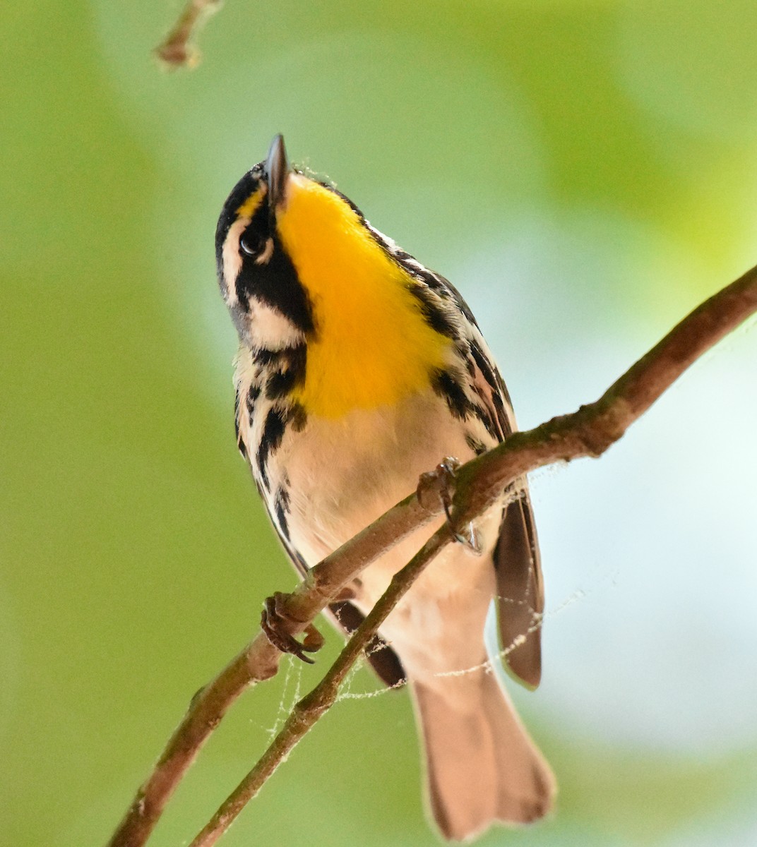Yellow-throated Warbler - ML618181731