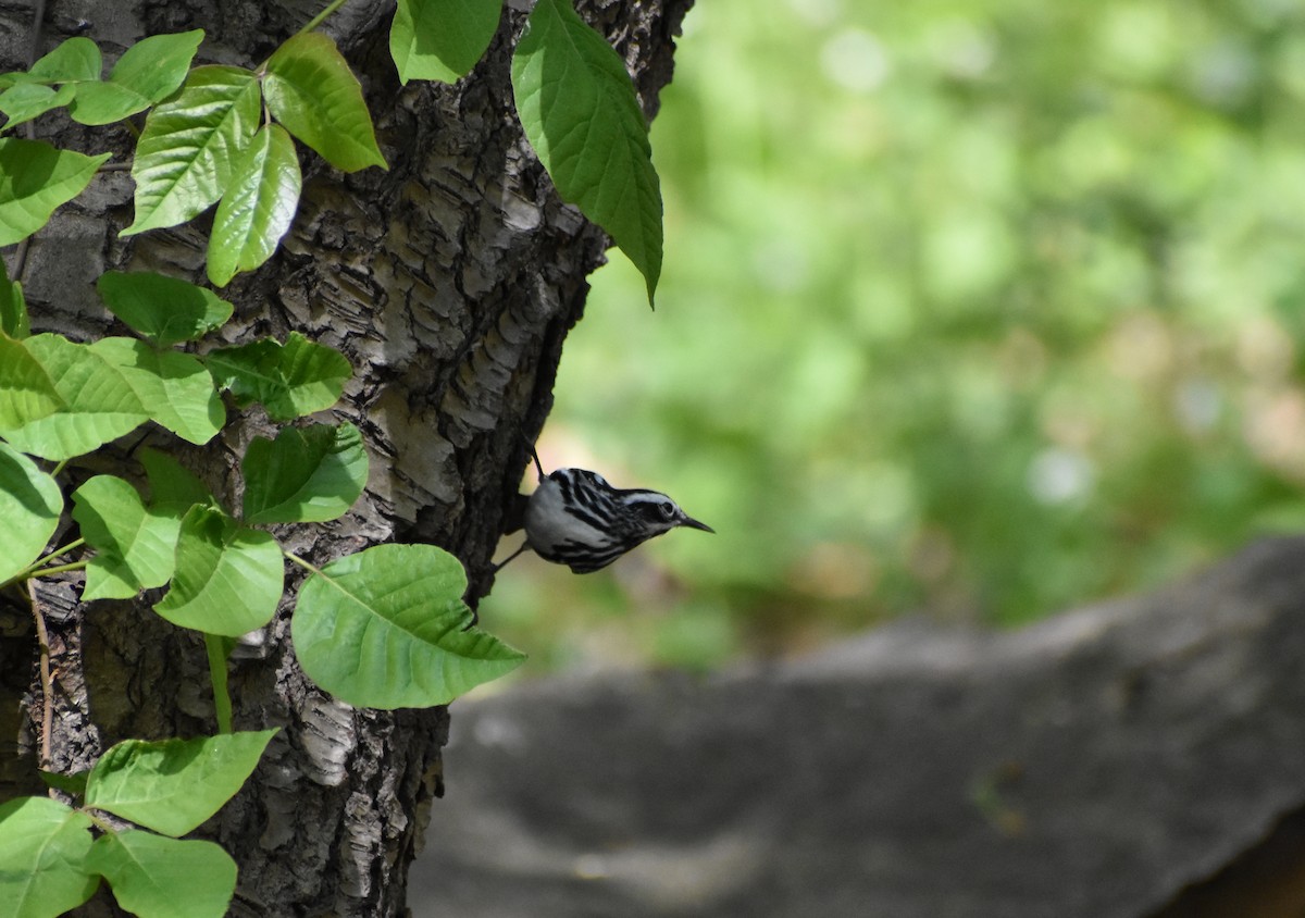 Black-and-white Warbler - ML618181734