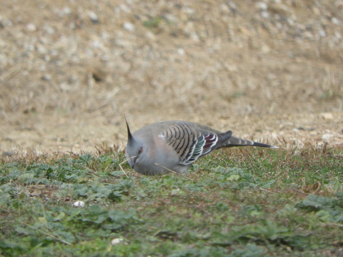 Crested Pigeon - ML618181742