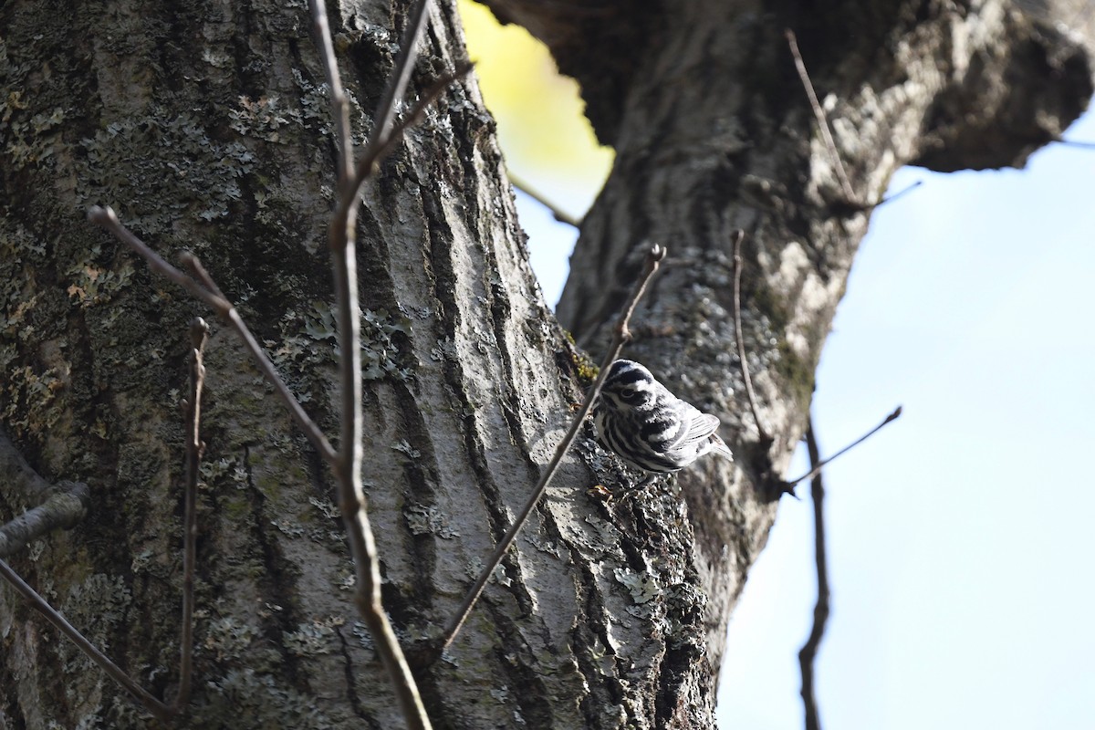 Black-and-white Warbler - ML618181760