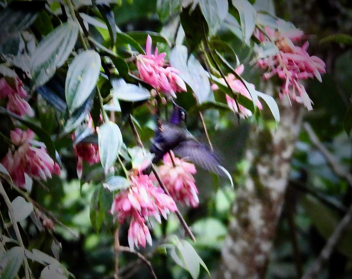 kolibřík ametystohrdlý - ML618181762