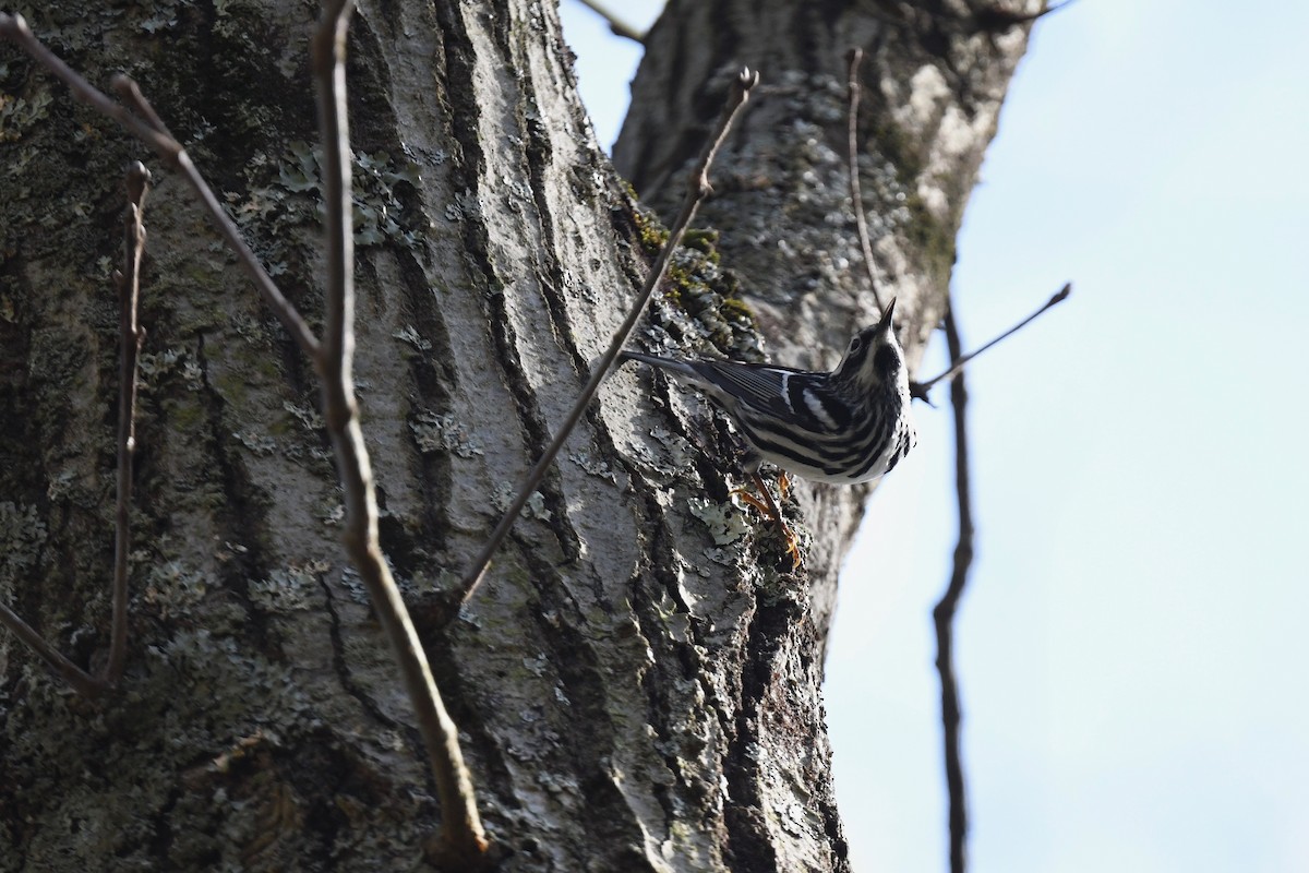Black-and-white Warbler - ML618181771