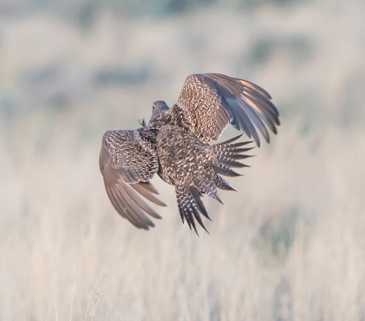 Greater Sage-Grouse - ML618181789