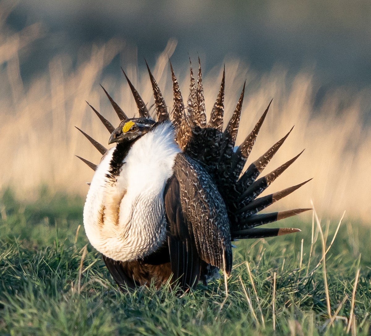 Greater Sage-Grouse - ML618181791