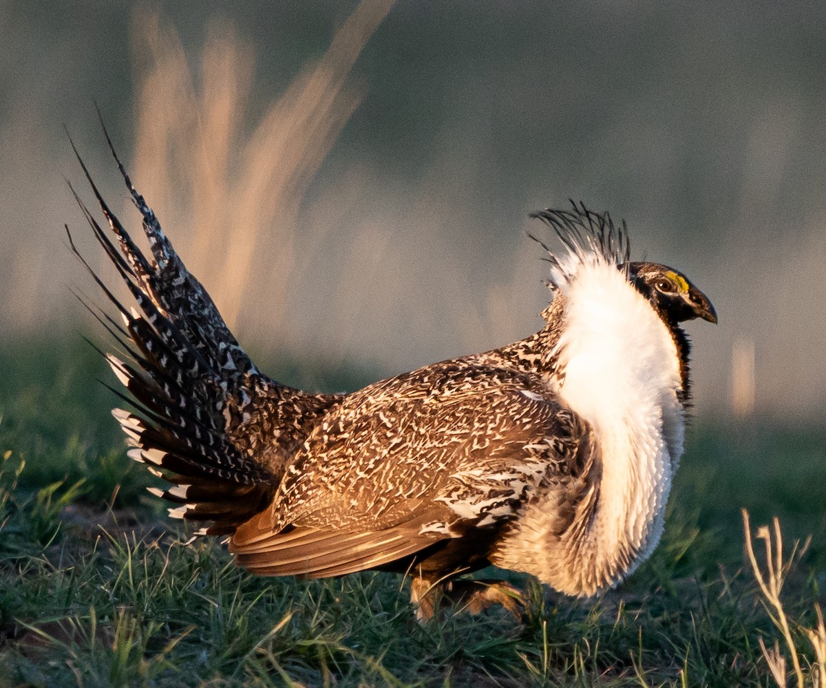 Greater Sage-Grouse - ML618181794