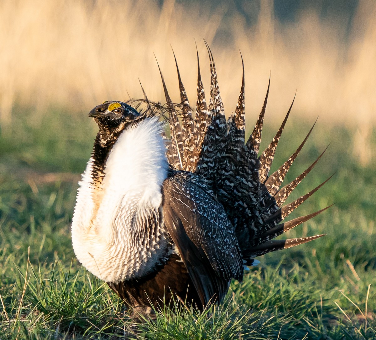 Greater Sage-Grouse - ML618181795