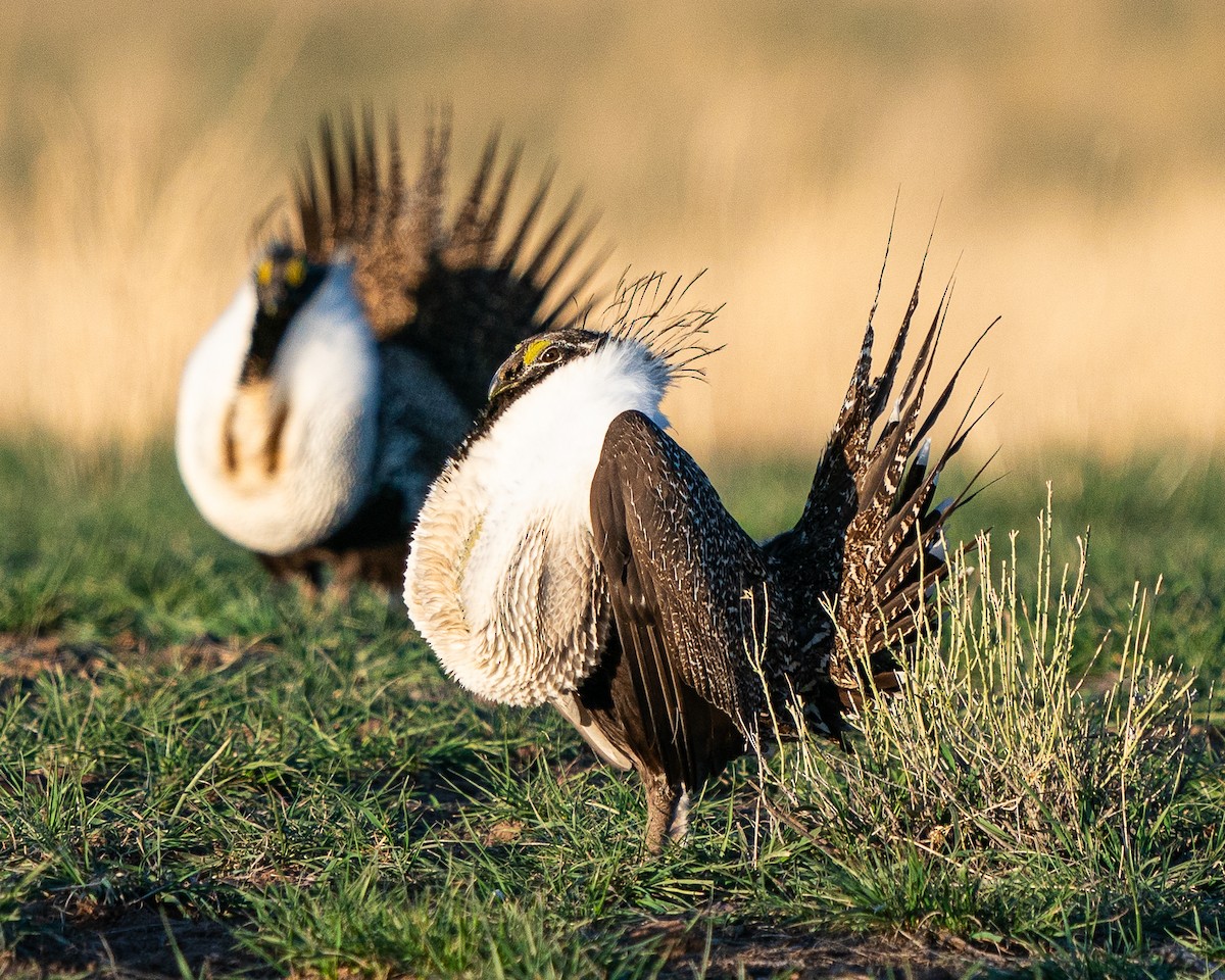Greater Sage-Grouse - ML618181797