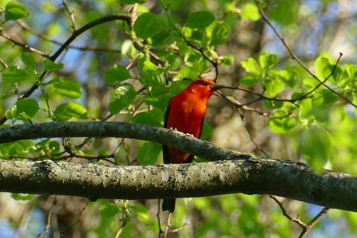 Scarlet Tanager - ML618181806