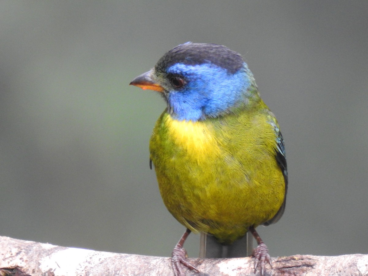 Moss-backed Tanager - Justin Harris