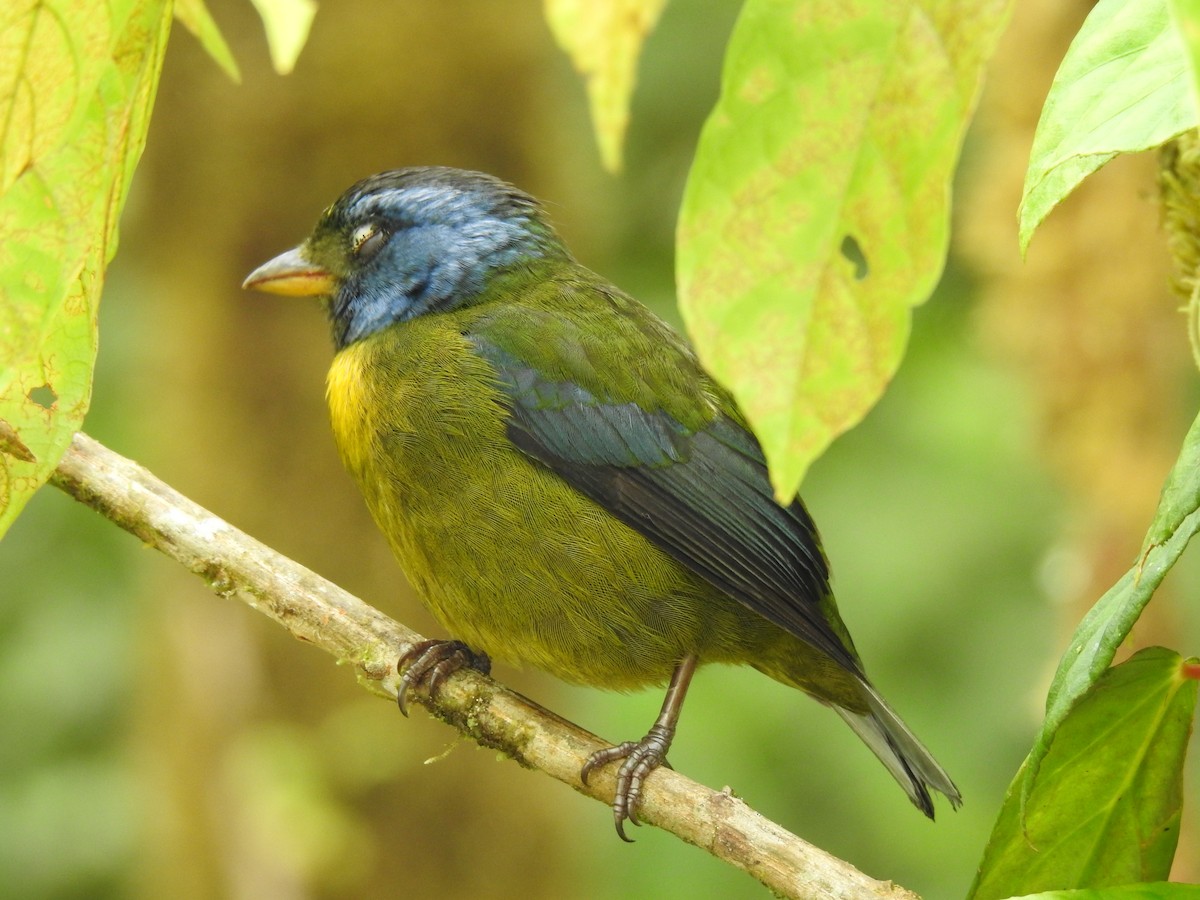 Moss-backed Tanager - ML618181867