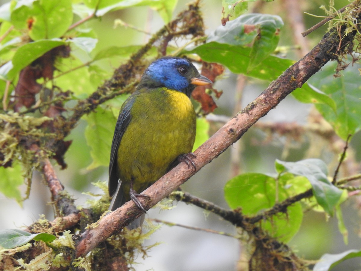 Moss-backed Tanager - ML618181869