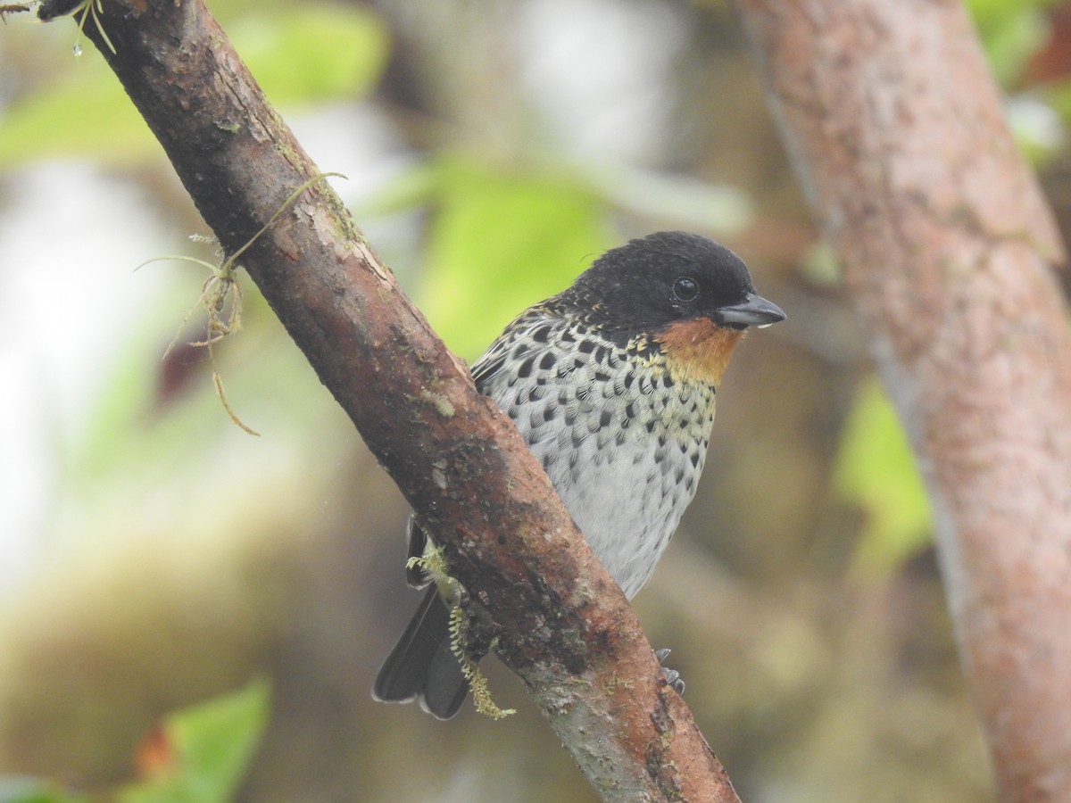 Rufous-throated Tanager - ML618181911