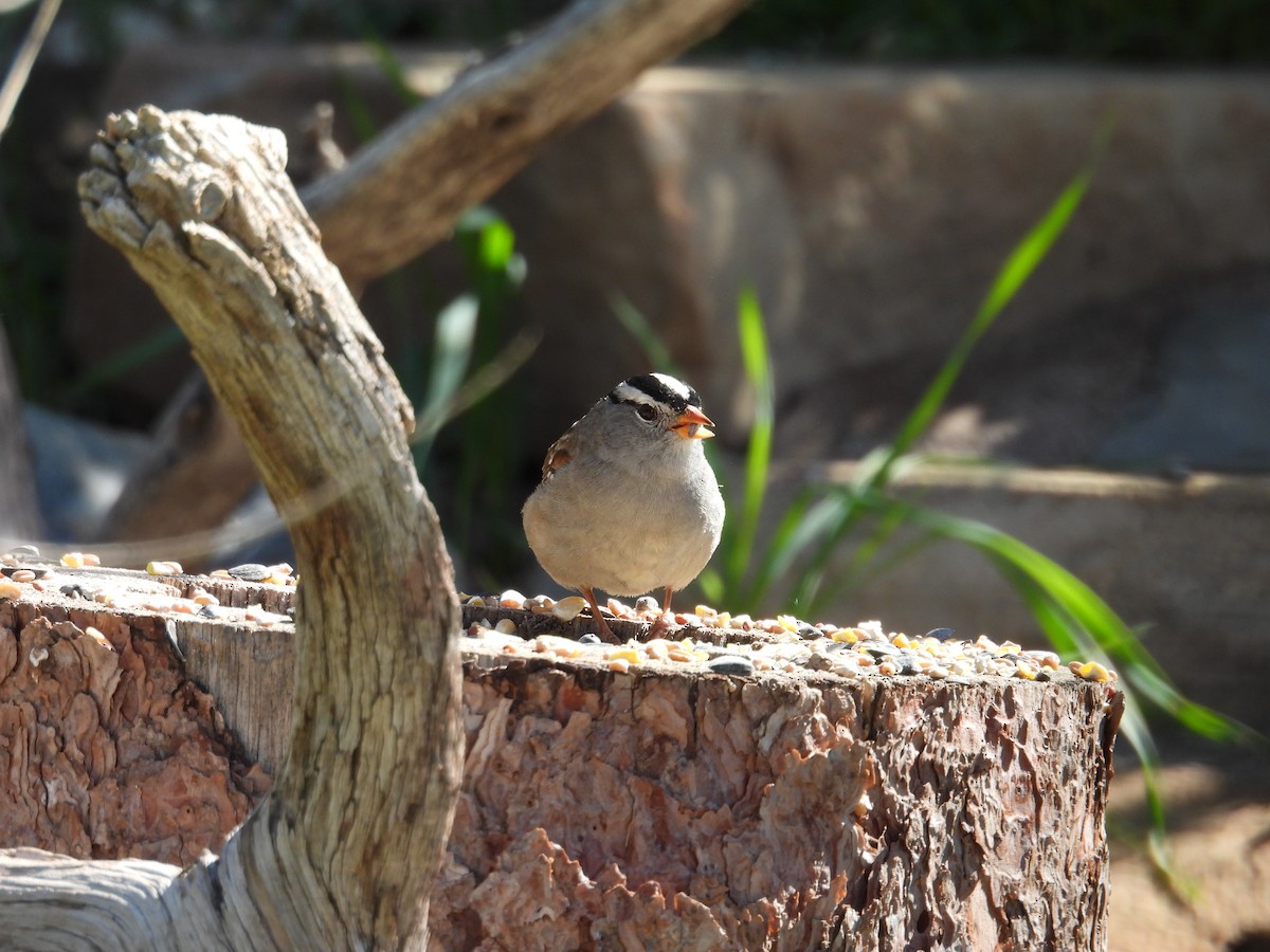 White-crowned Sparrow (Gambel's) - Tonie Hansen