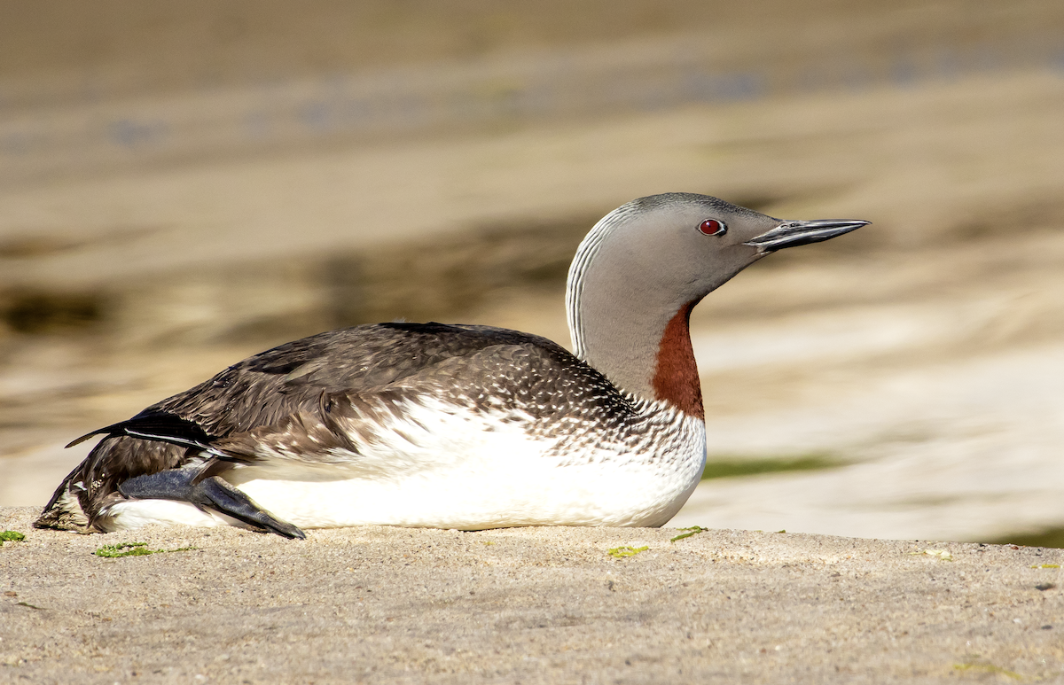 Red-throated Loon - ML618181932