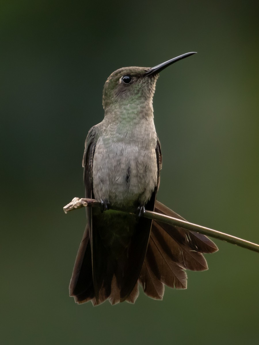 Sombre Hummingbird - ML618181936