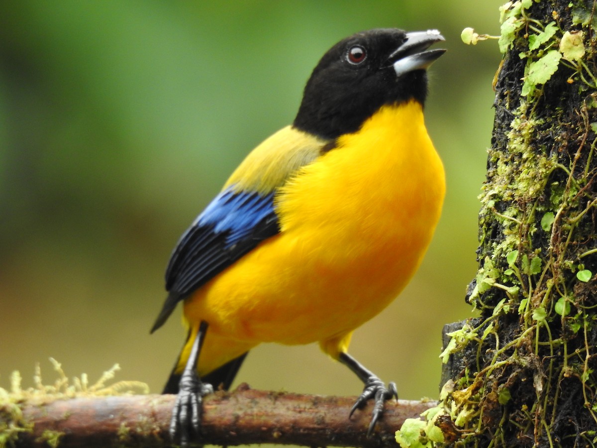 Black-chinned Mountain Tanager - ML618181947