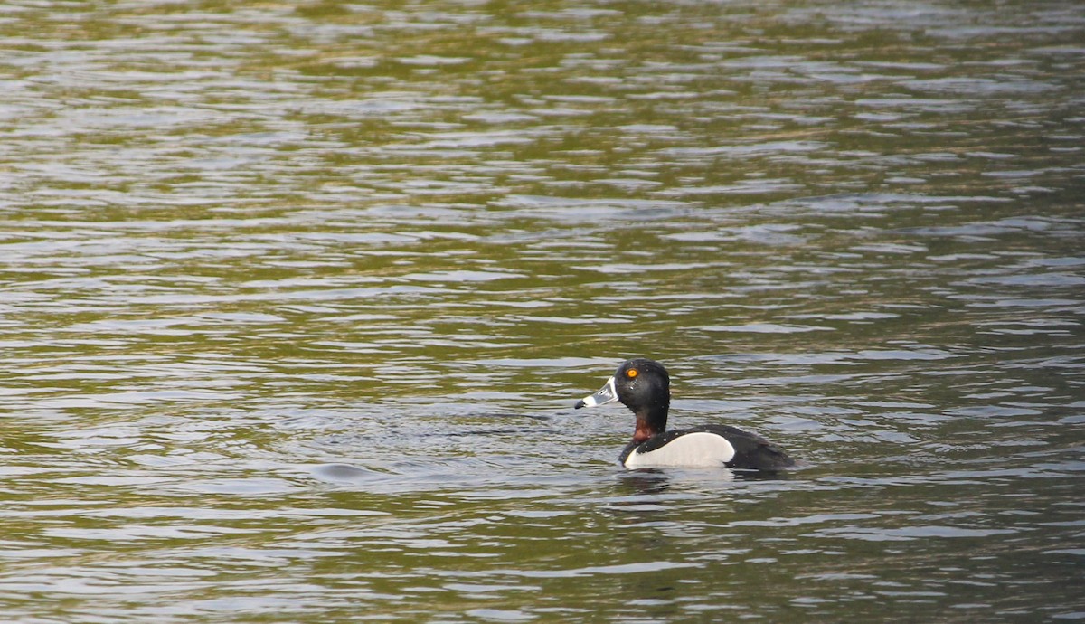 Ring-necked Duck - ML618181948