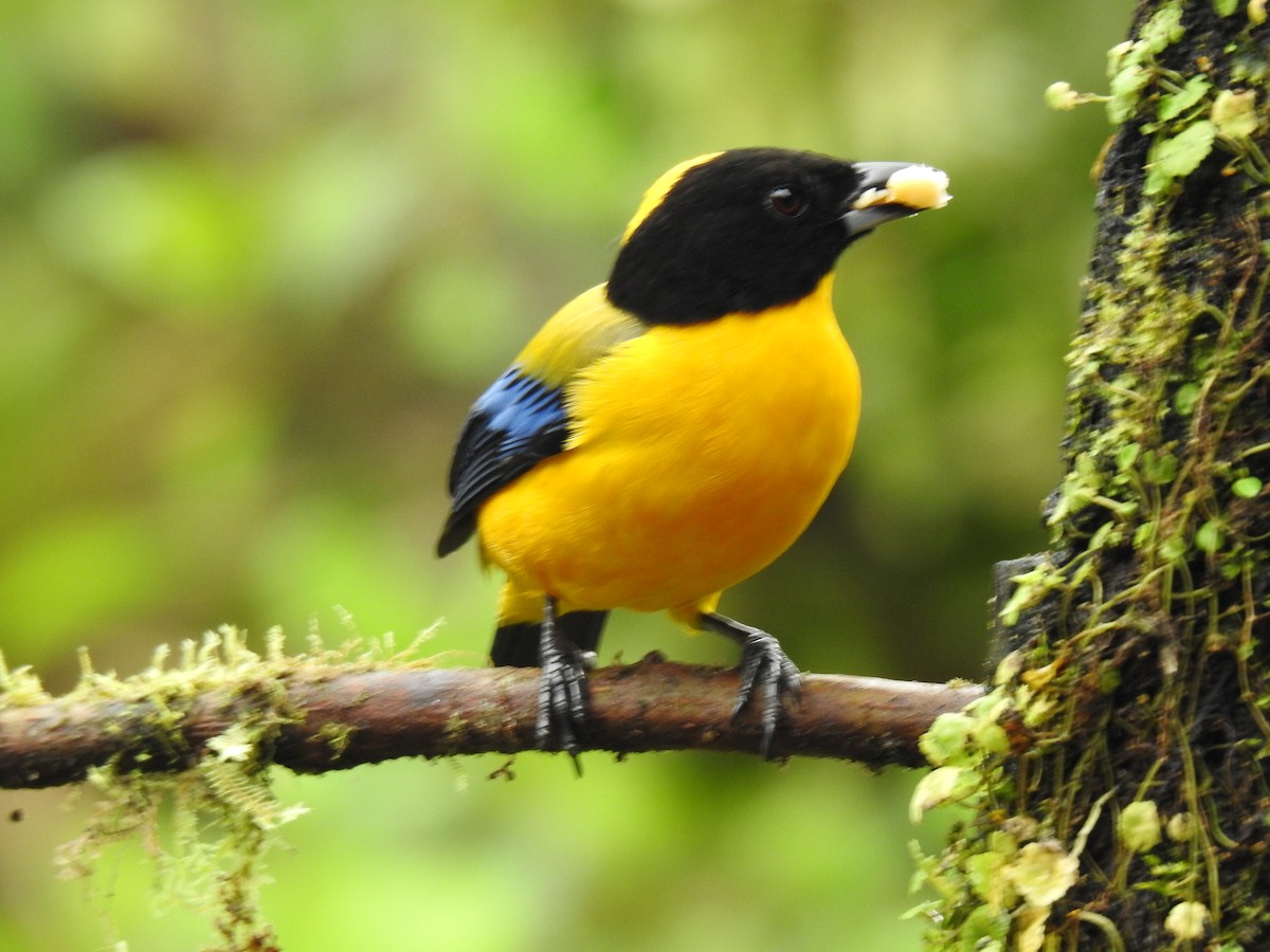 Black-chinned Mountain Tanager - ML618181953
