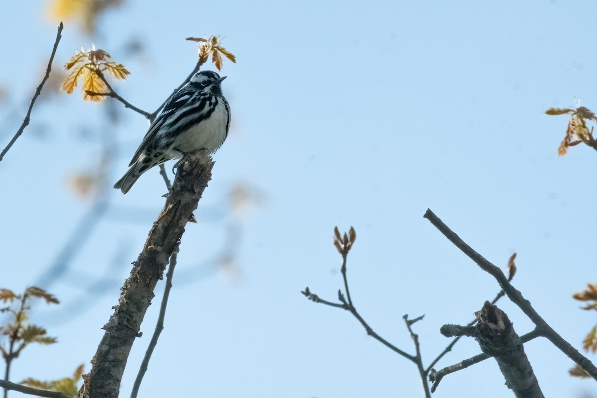 Black-and-white Warbler - ML618181958