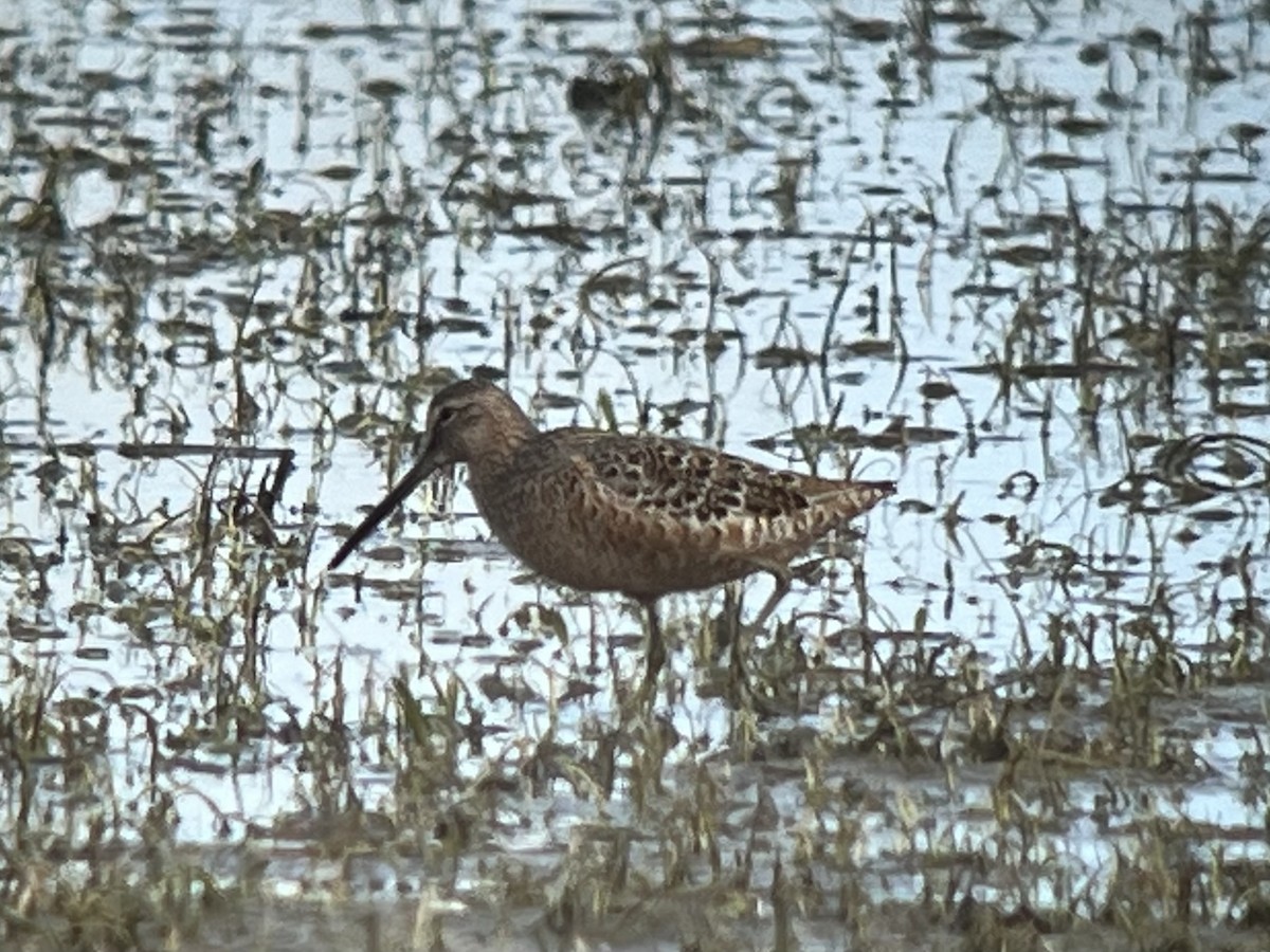 Long-billed Dowitcher - ML618182122