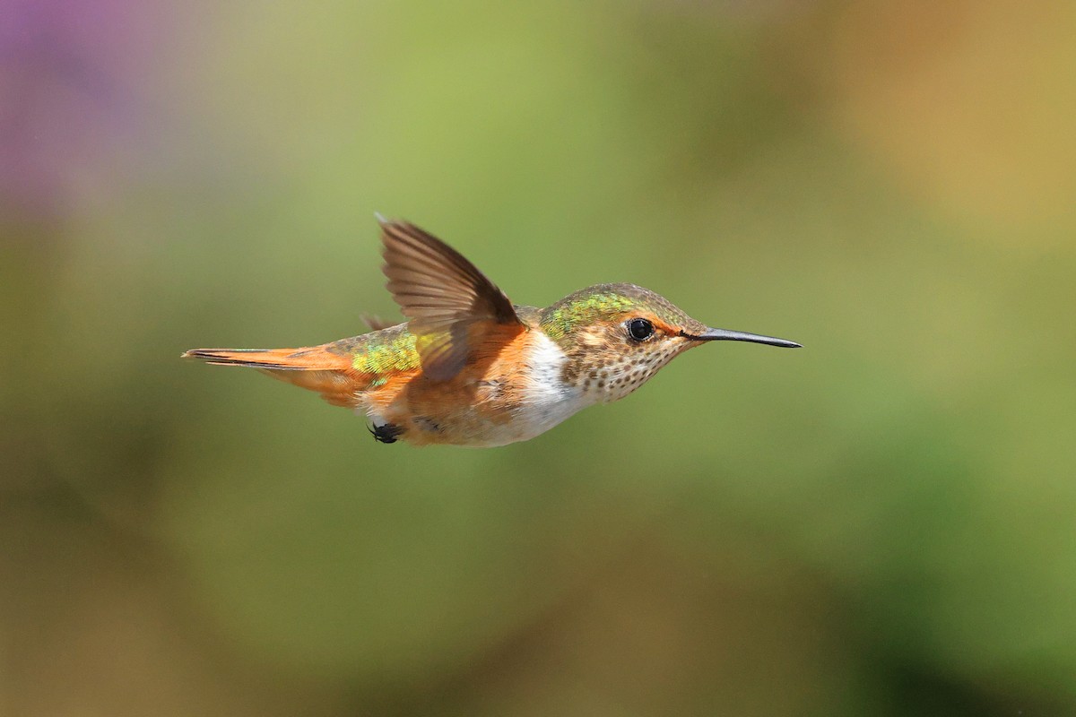 Scintillant Hummingbird - Jennifer Zelik