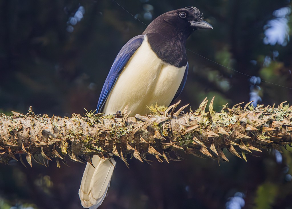 Curl-crested Jay - ML618182187