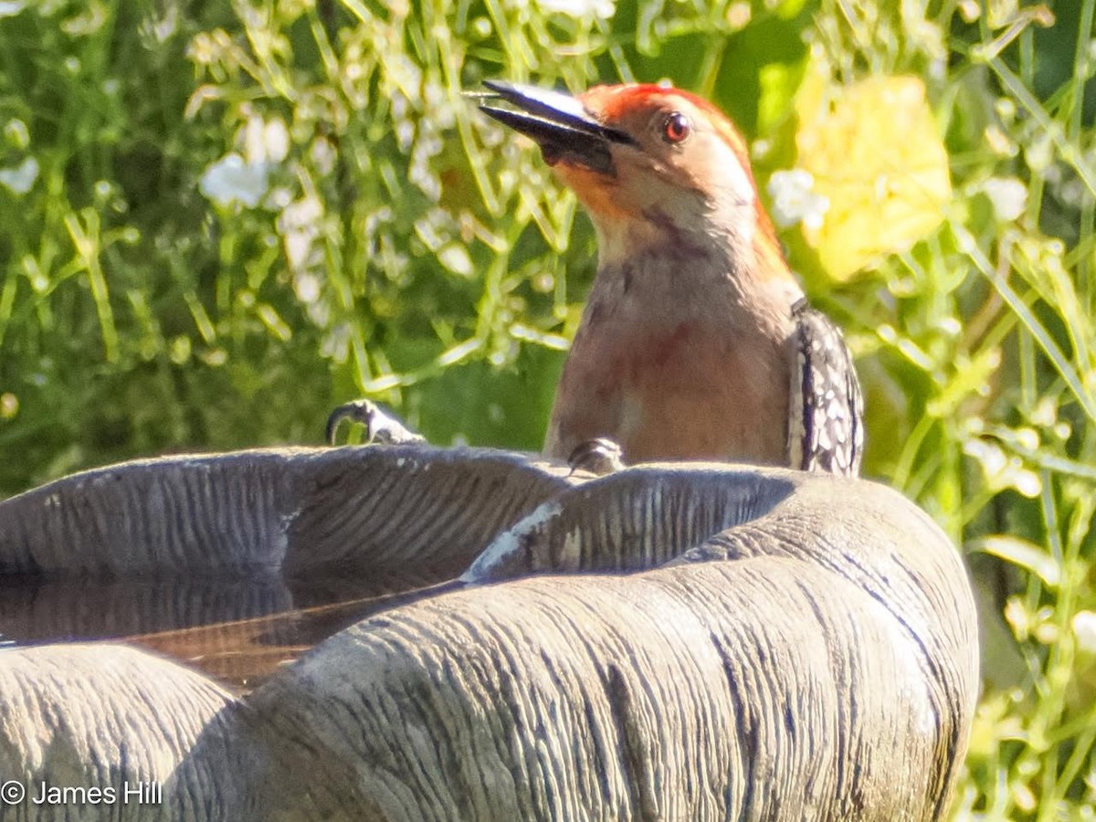 Red-bellied Woodpecker - James Hill
