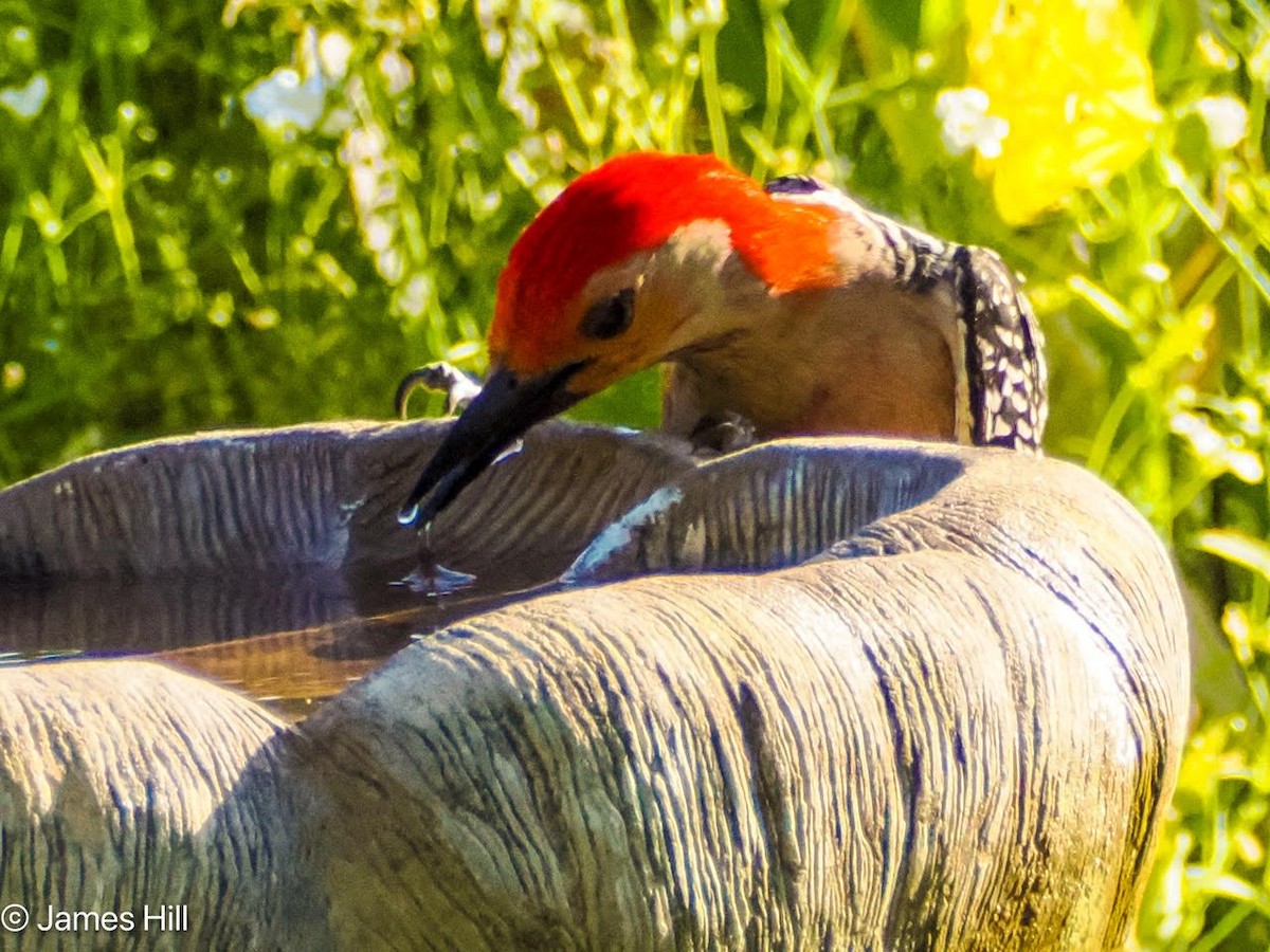Red-bellied Woodpecker - James Hill