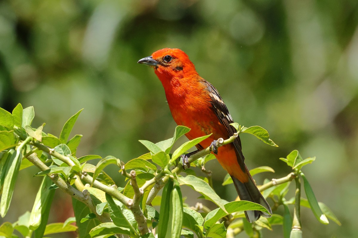 Flame-colored Tanager - ML618182219