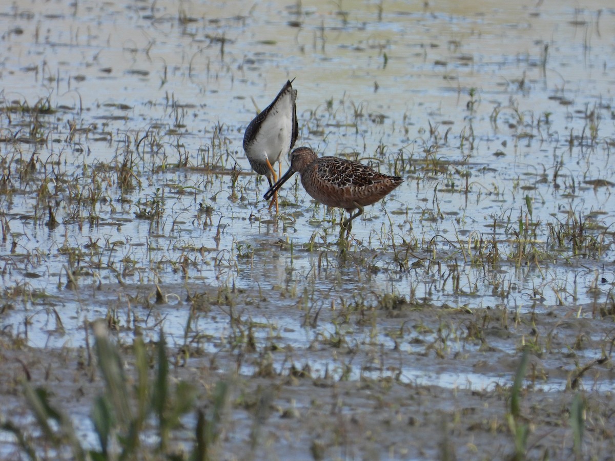 Long-billed Dowitcher - ML618182240