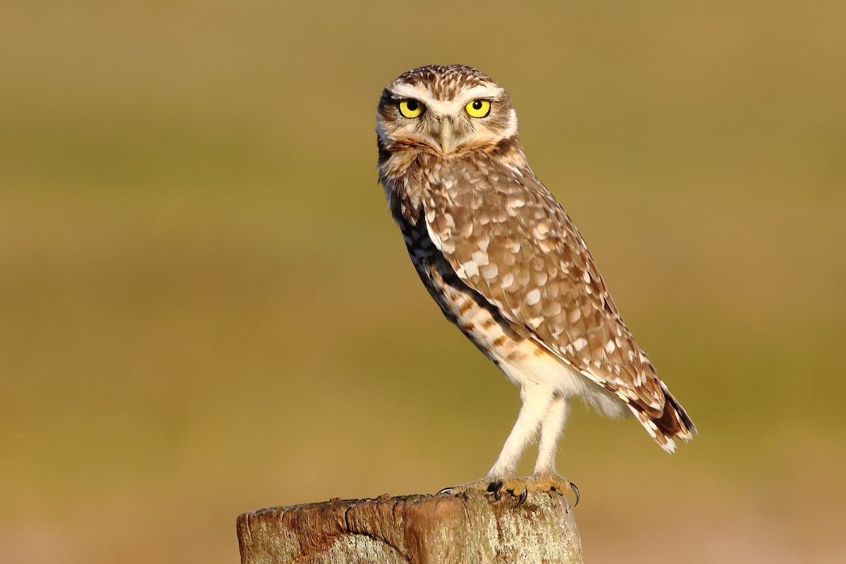 Burrowing Owl - Fabio Landmeier