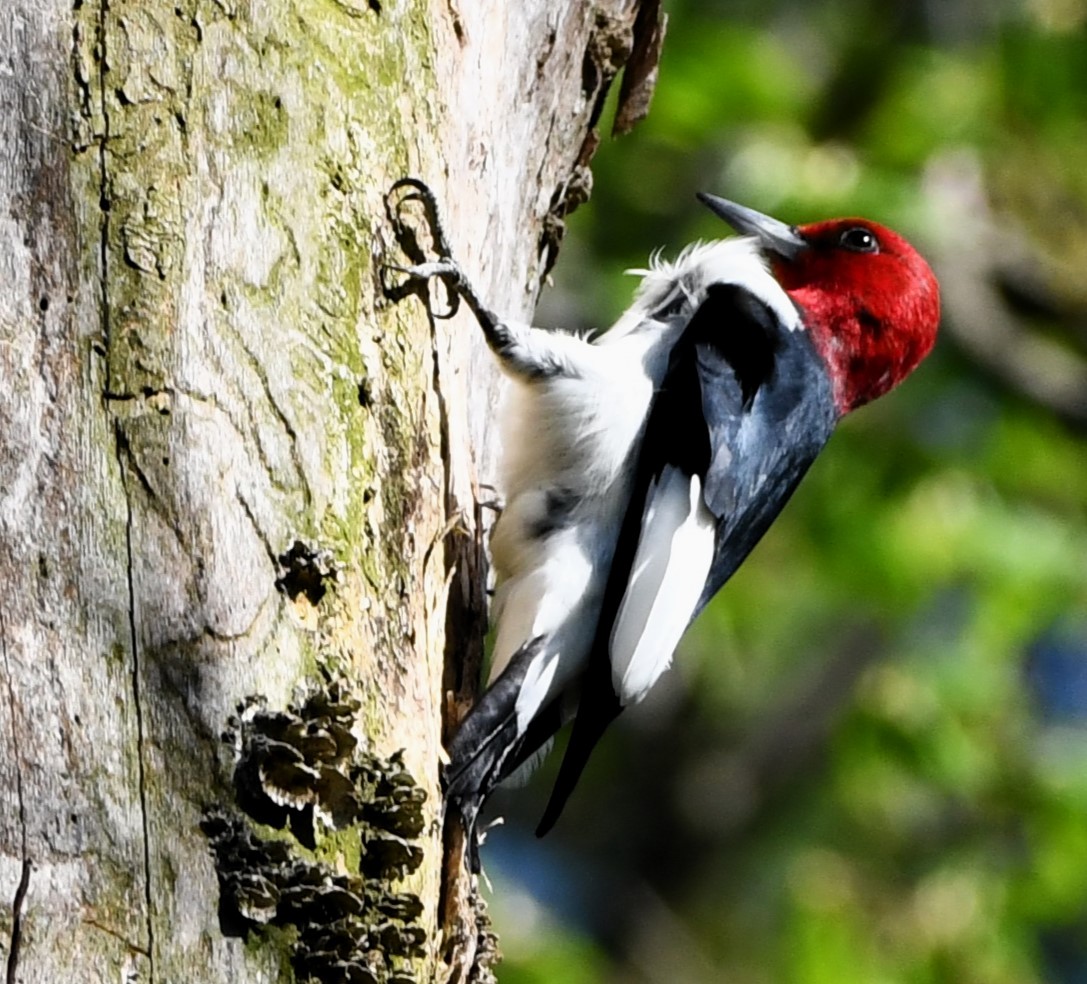 Red-headed Woodpecker - Gregory Hartman